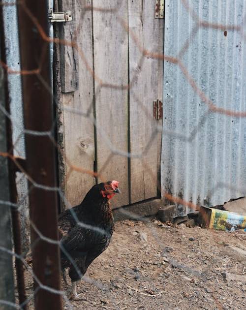 Malla Hexagonal o Malla Gallinero: Versatilidad y Resistencia en un Solo Producto